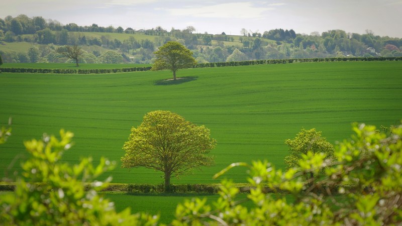 green grassy plain with sparse trees surrounded by a hedge, green countryside 4k