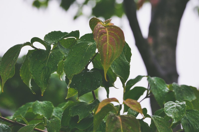 foliage lush leaf and leafe 4k