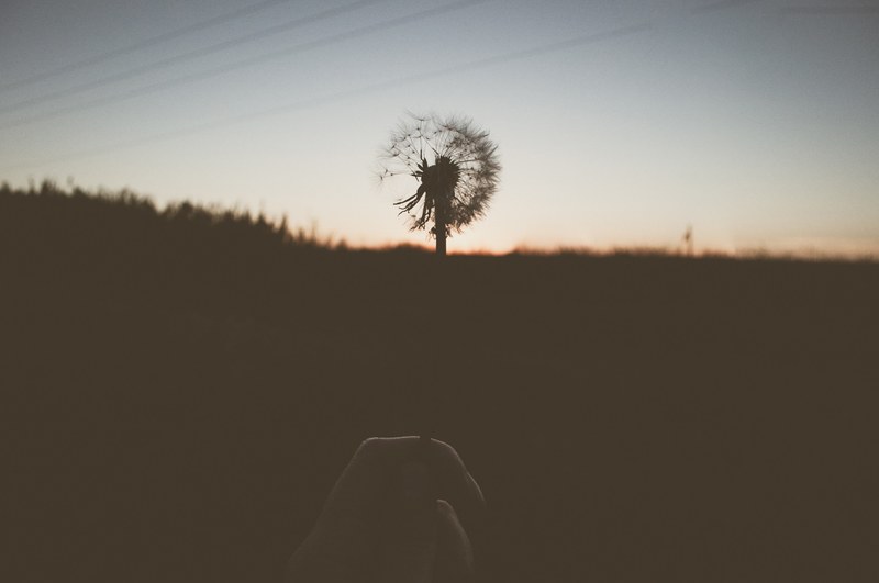 silhouette weed and holding 4k