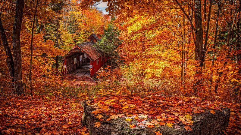structure, autumn, foliage, 4k