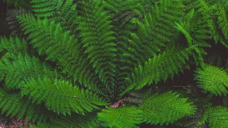 leaves, plant, green, 4k