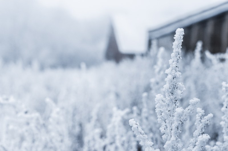 a field of plants covered in snow with part of a house visible in the background, field of snow covered plants 4k