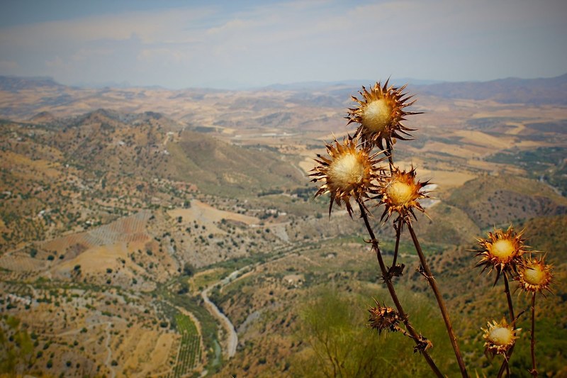 unique flower foliage in the dry desert terrain, unique desert flowers 4k