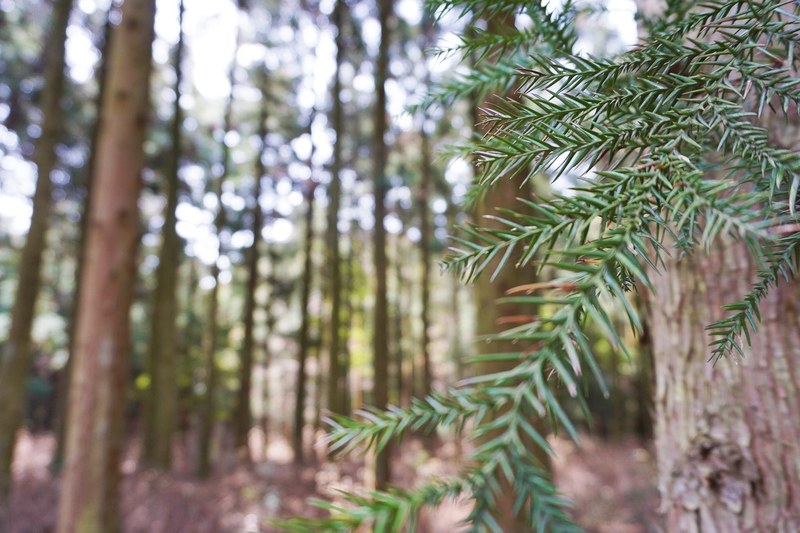 a closeup of a branch in a forest, forest branch 4k