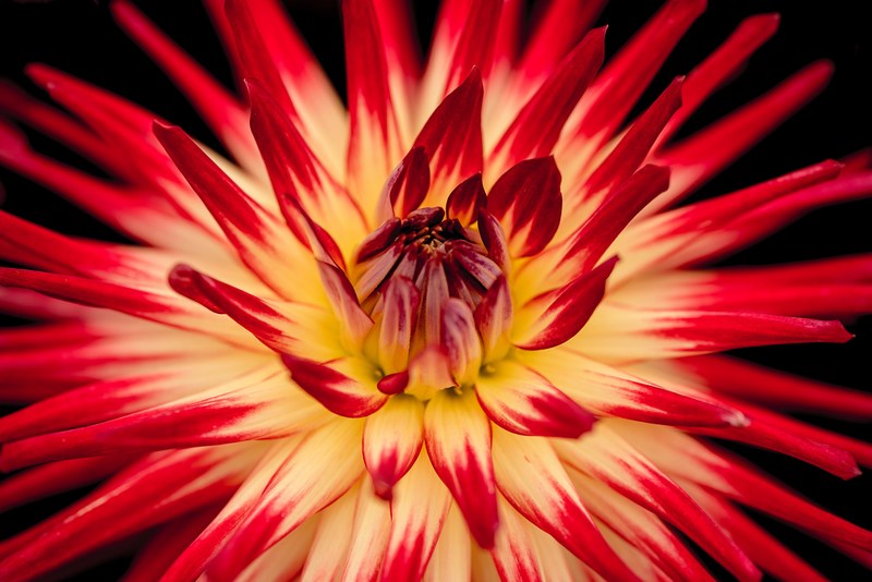 a close up of a yellow and red flower, radiant yellow and red flower 4k