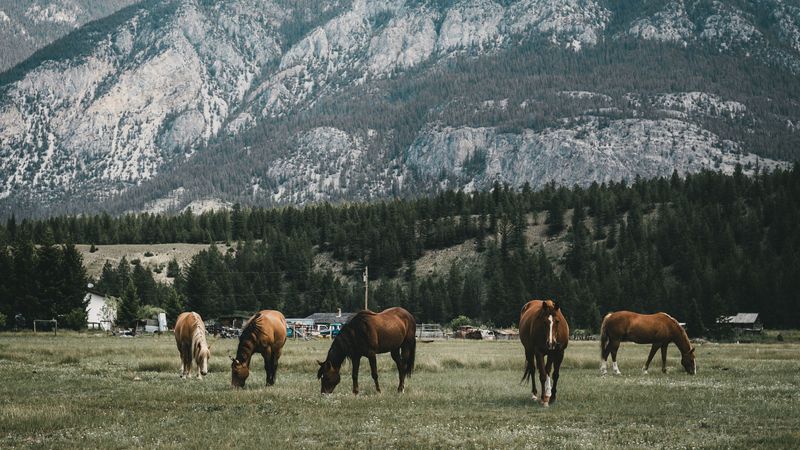 pasture, horses, mountains, 4k