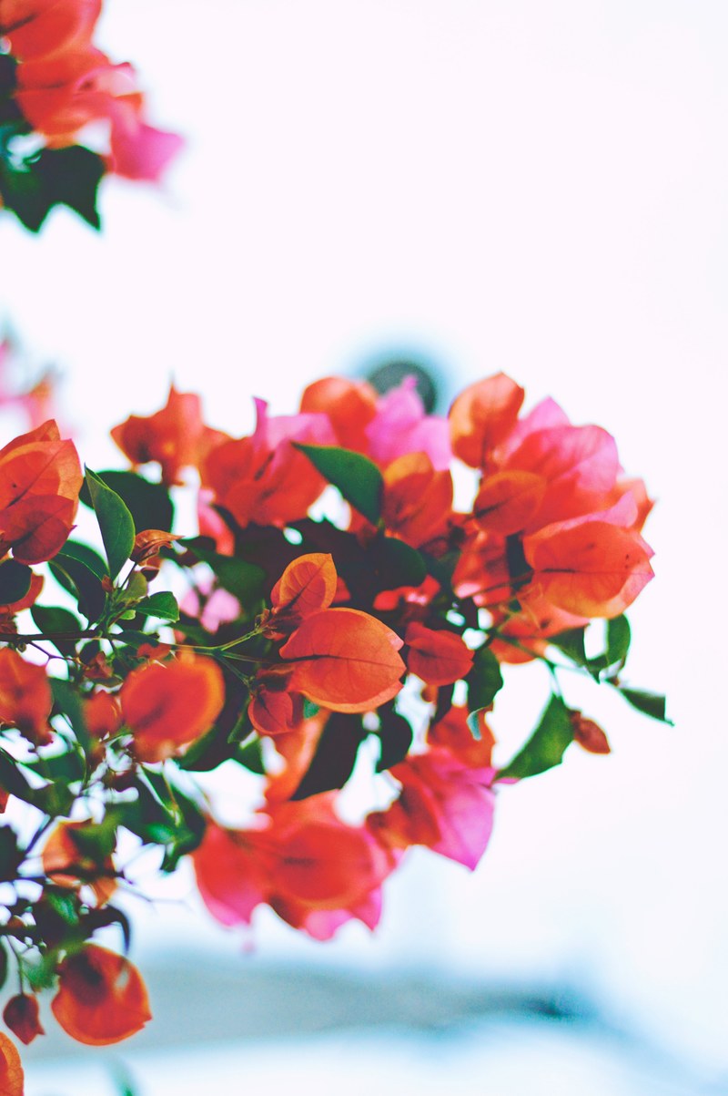 a low angle shot of flowers with thin red petals among green leaves, red and green plant 4k