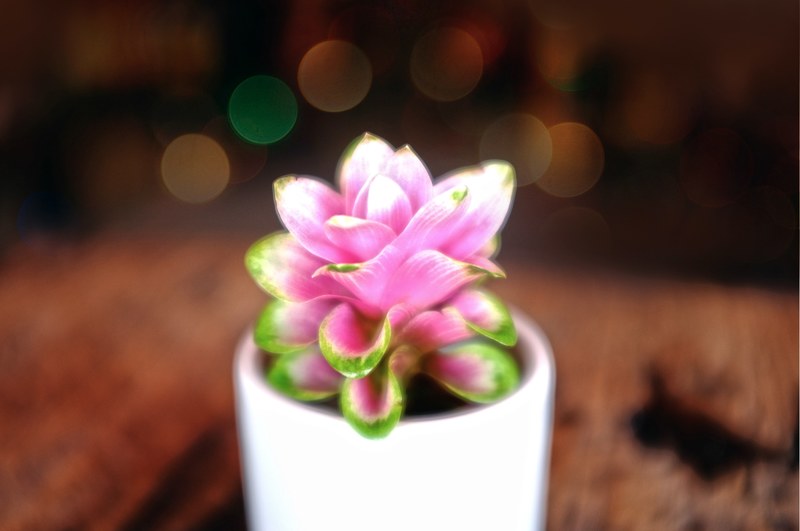 bokeh plant dreamy and beautiful 4k