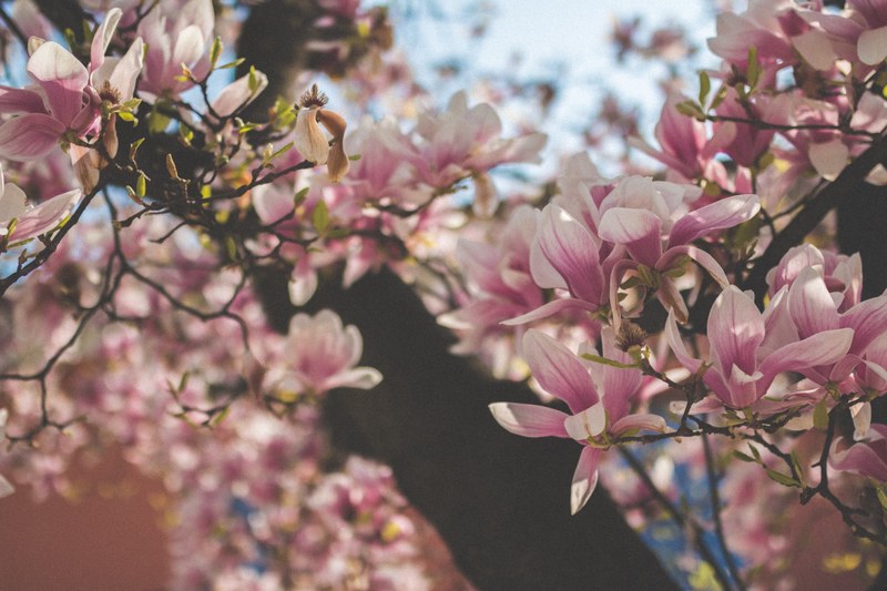 pink blossom flowers in bloom with big petals in locarno in spring, pink blossom locarno 4k