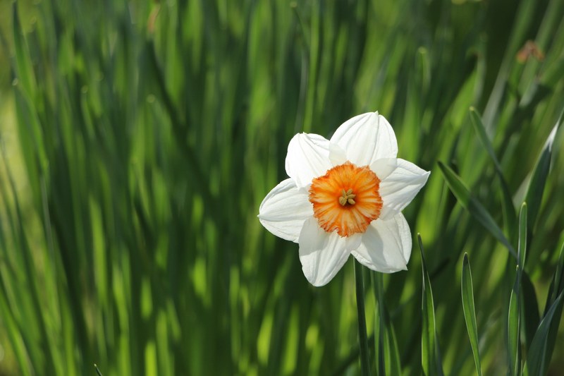 single white daffodil in green grass in spring dublin, single white daffodil 4k
