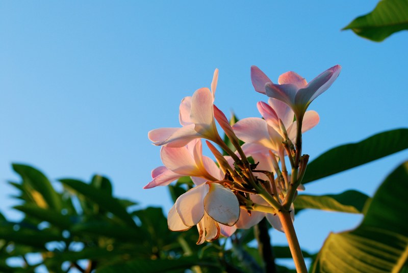 sky and flower 4k