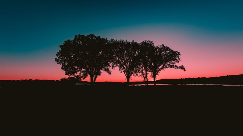 trees, sunset, horizon, 4k