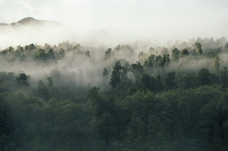 a green forest in new zealand shrouded in dense fog, foggy hills 4k