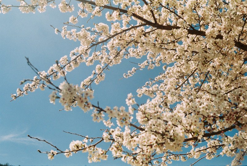 tree branches with floral white blossom against clear blue sky in spring yulong snow mountain, blossom yulong snow mountain 4k