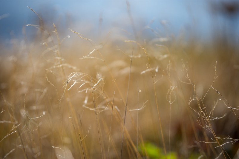 macro of dry grass in a field, dry grass field 4k