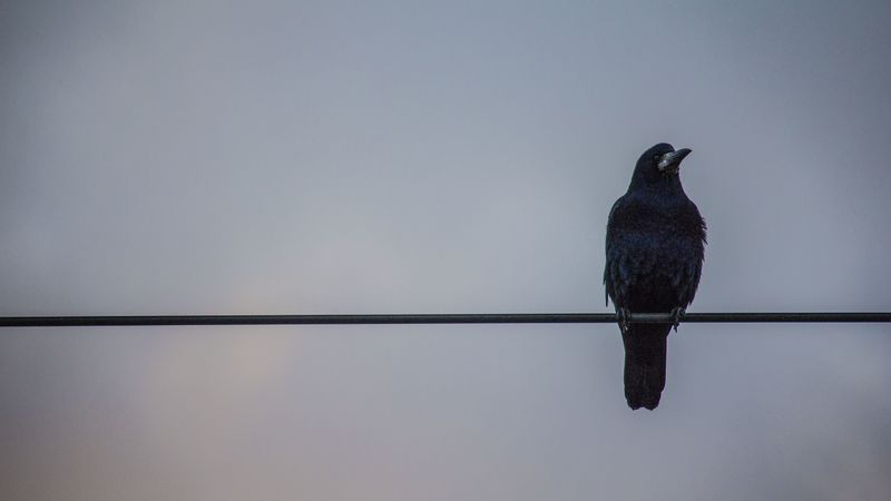 crows, wires, birds, 4k