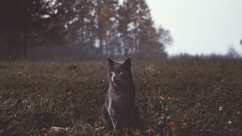 cat, gray, walk, grass, 4k