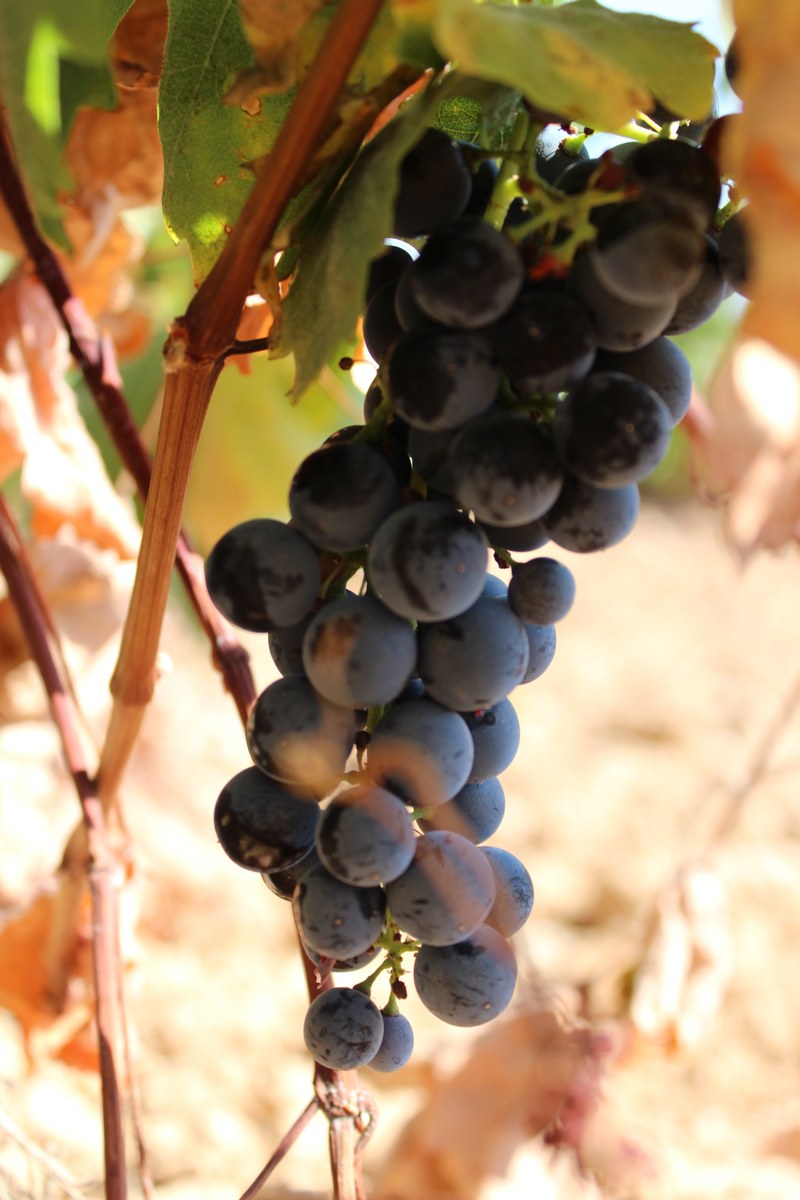 grape viniculture madrid and grapevine hd, 4k