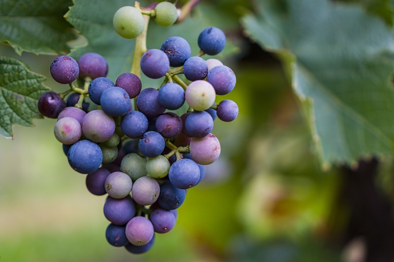 vineyard green blue and wine 4k