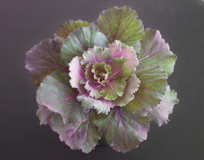green healthy vegetable and cabbage 4k
