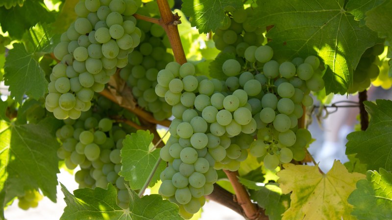 vineyard grape and napa valley 4k
