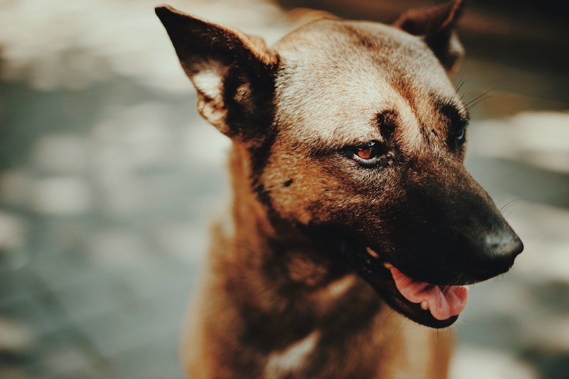 dog animal pet and canine 4k