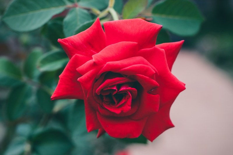 macro shot of petals on red rose blooming in a flower bush, rose bush 4k