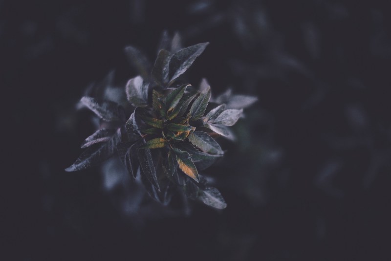 a macro shot of dark colored leaves, _fallout 4k