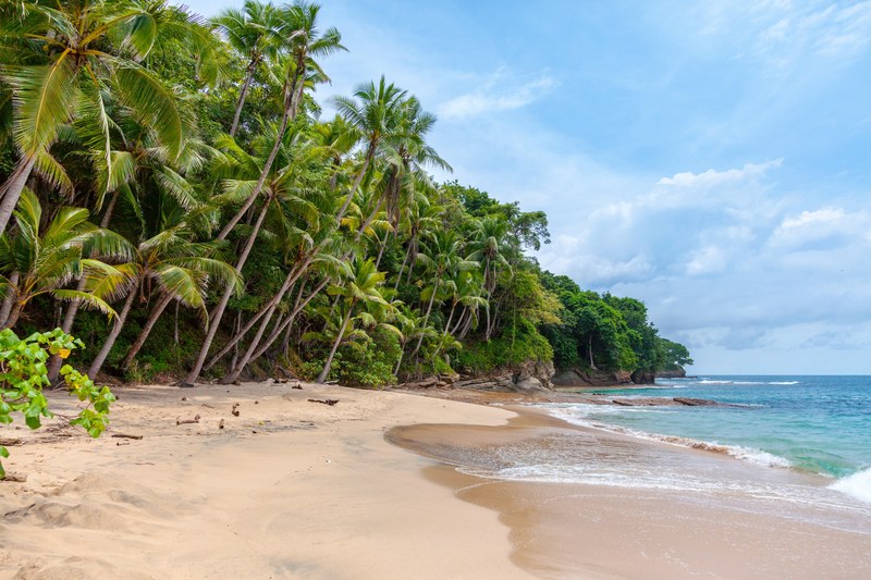 palm trees leaning forward towards the sea on a secluded beach, castaway on a tropical island 4k
