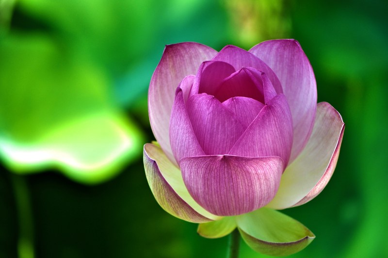 close up of a pink tulip opening up its petals, blooming pink tulip 4k