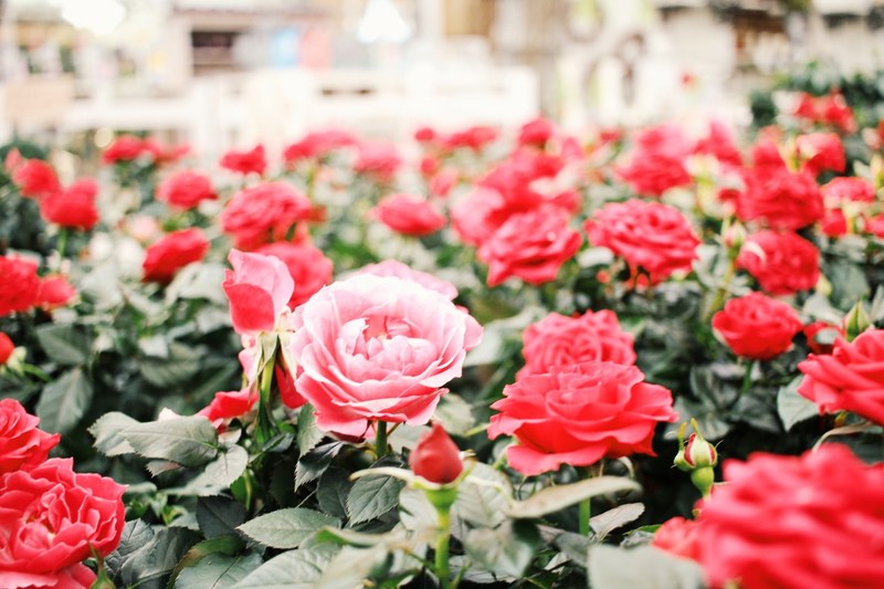 petal flower rose and married 4k