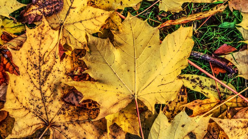 foliage, maple, autumn, fallen, 4k