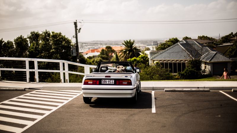 auto, dog, cabriolet, 4k