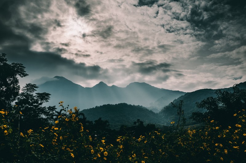 mountain flowers tree and woodland 4k