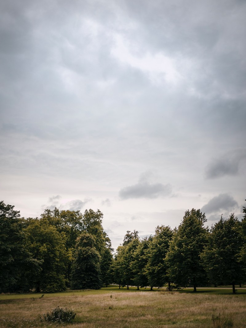 tree weather and storm hd, 4k