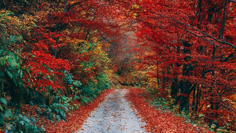 autumn, trail, foliage, fallen, 4k