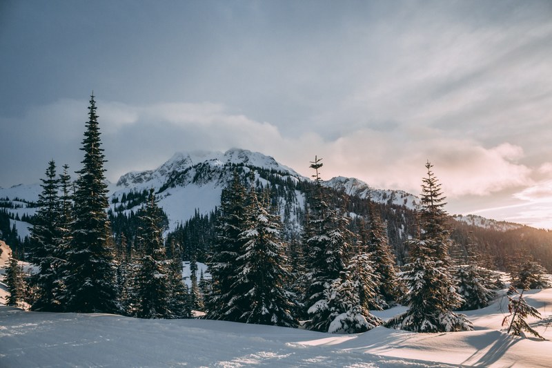 mountain snow tree and woodland 4k
