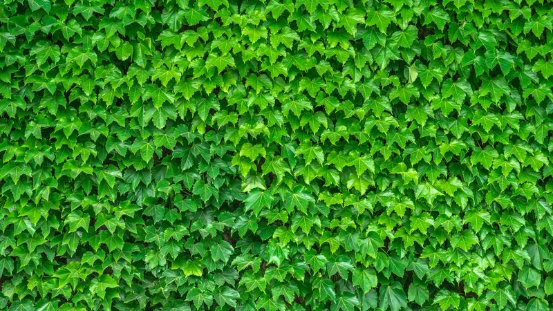 leaves, green, plant, 4k