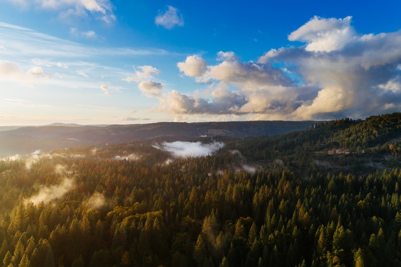 tree woodland forest and landscape 4k