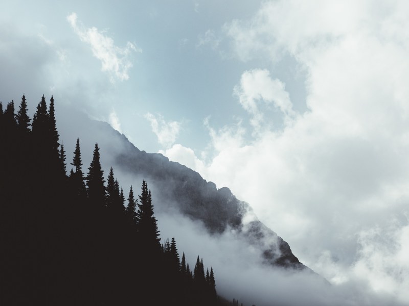 tree woodland forest and mist 4k