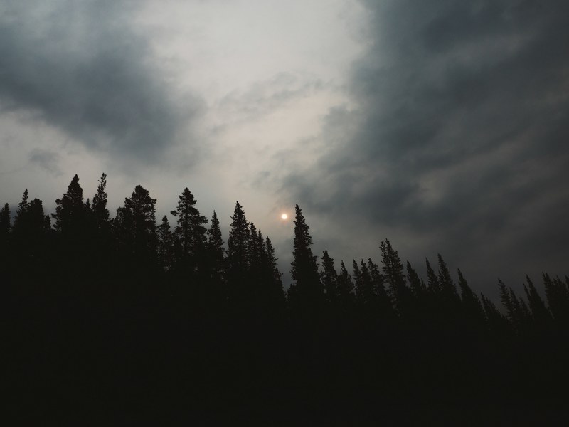 tree forest woodland and sun 4k