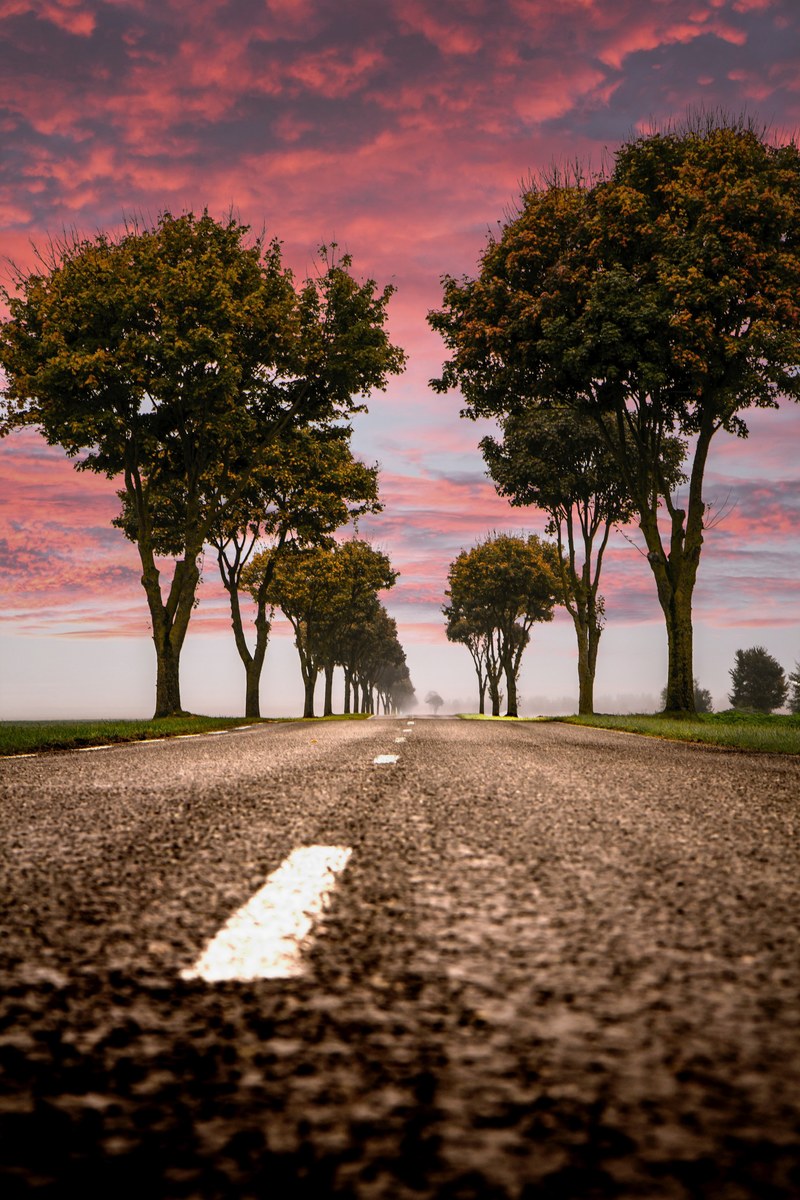 tree road line and white line hd, 4k