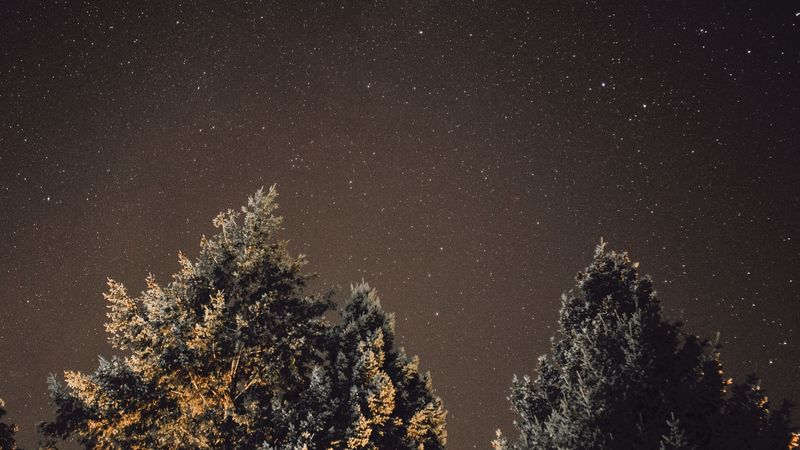 starry sky, night, tree, glitter, 4k