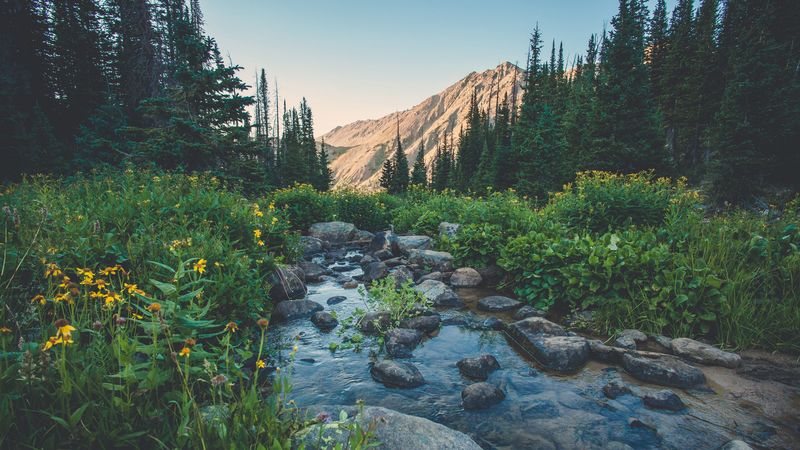 creek, flowers, mountains, grass, 4k