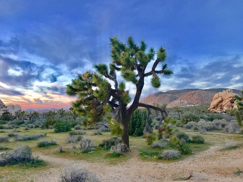 evening in joshua tree national park 4k