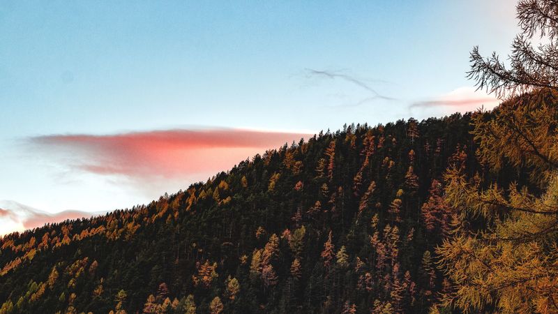 trees, sky, autumn, hill, 4k