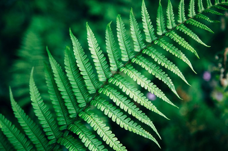fern green foliage and leaf 4k