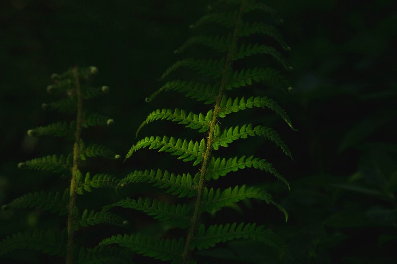 fern leaf bracken and plant 4k