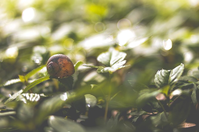 a snail hiding in its shell on leaves with sunrays coming from above, snail on sunlit plants 4k