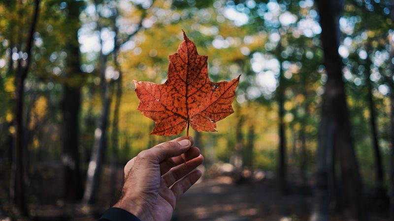 leaf, maple, hand, autumn, 4k